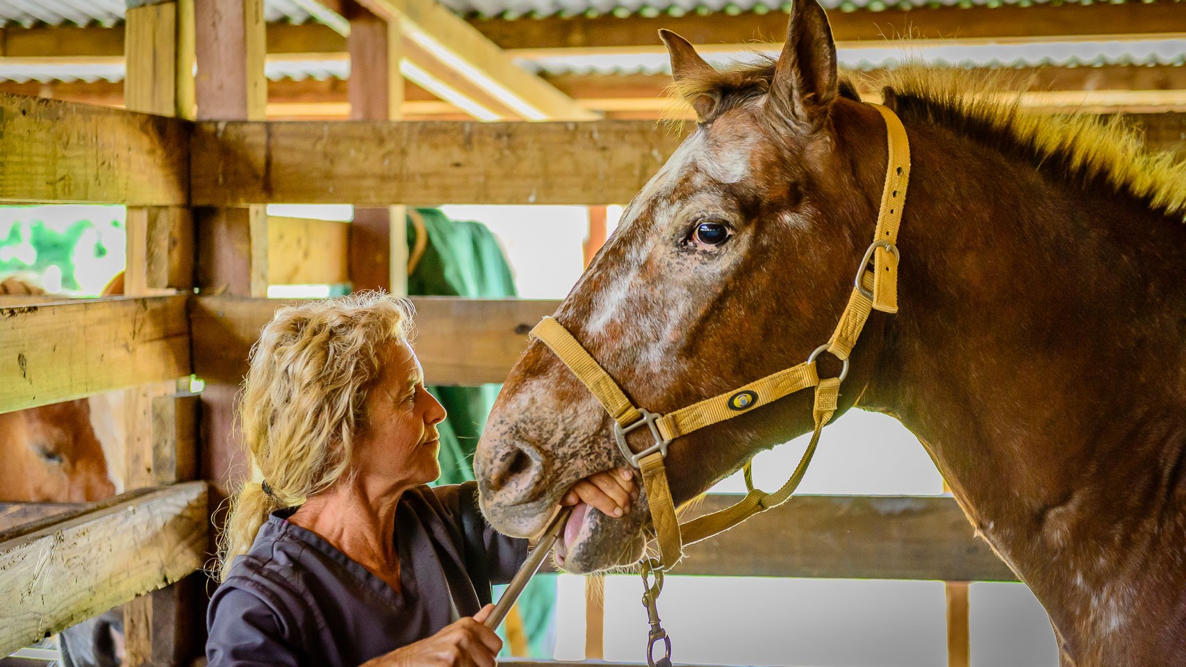 The Horsemanship Dentistry School