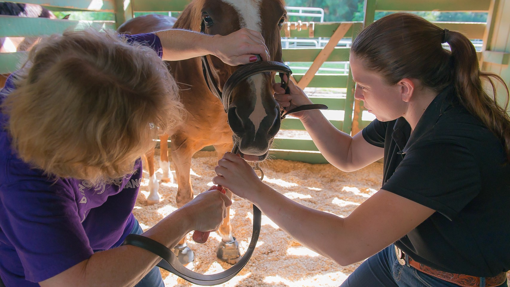 The Horsemanship Dentistry School