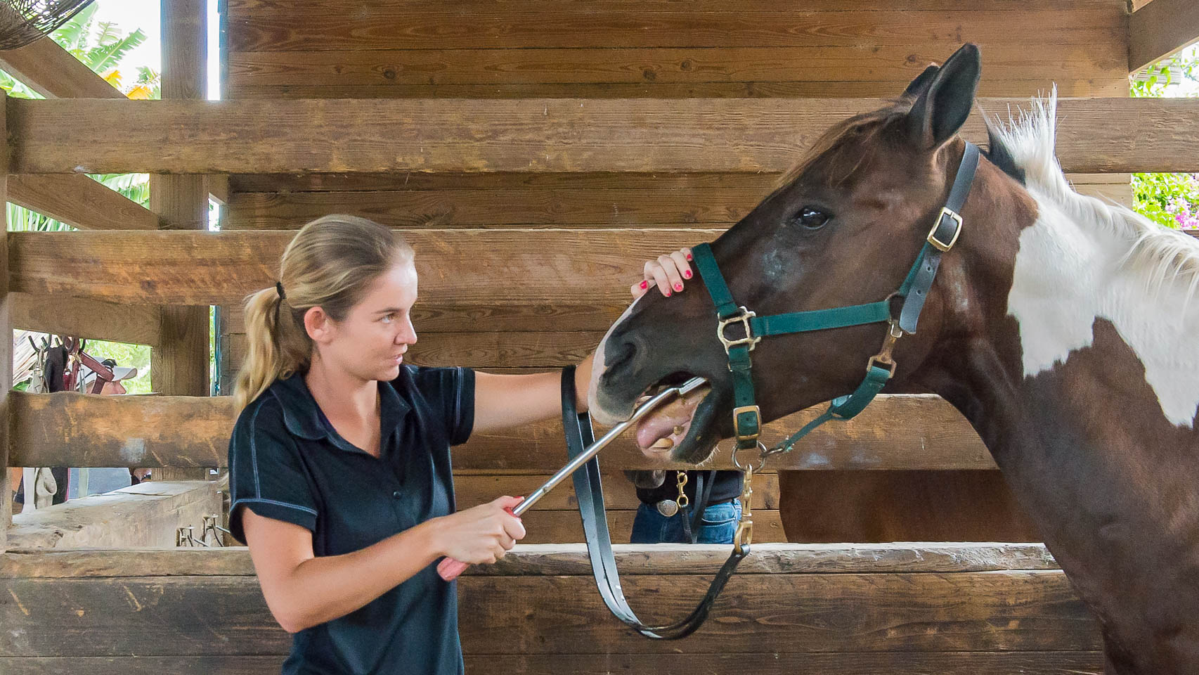 The Horsemanship Dentistry School