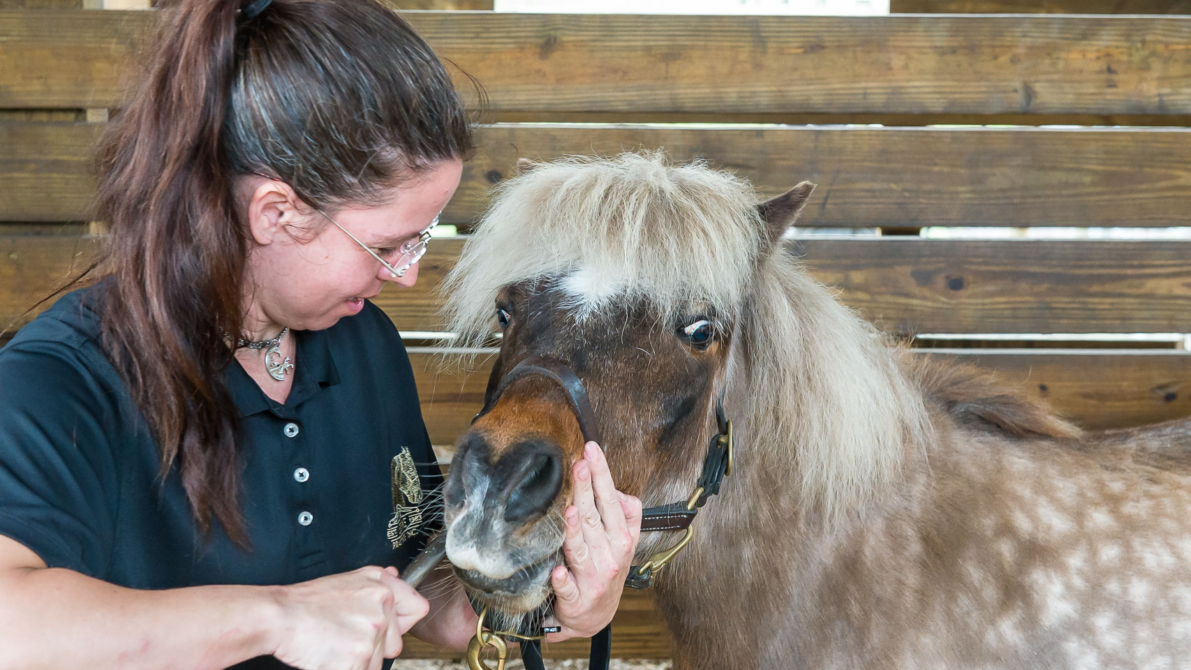 The Horsemanship Dentistry School