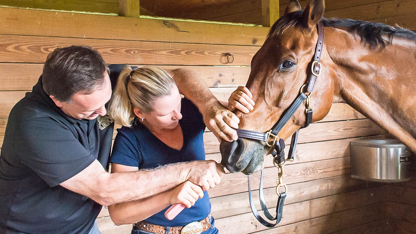 The Horsemanship Dentistry School