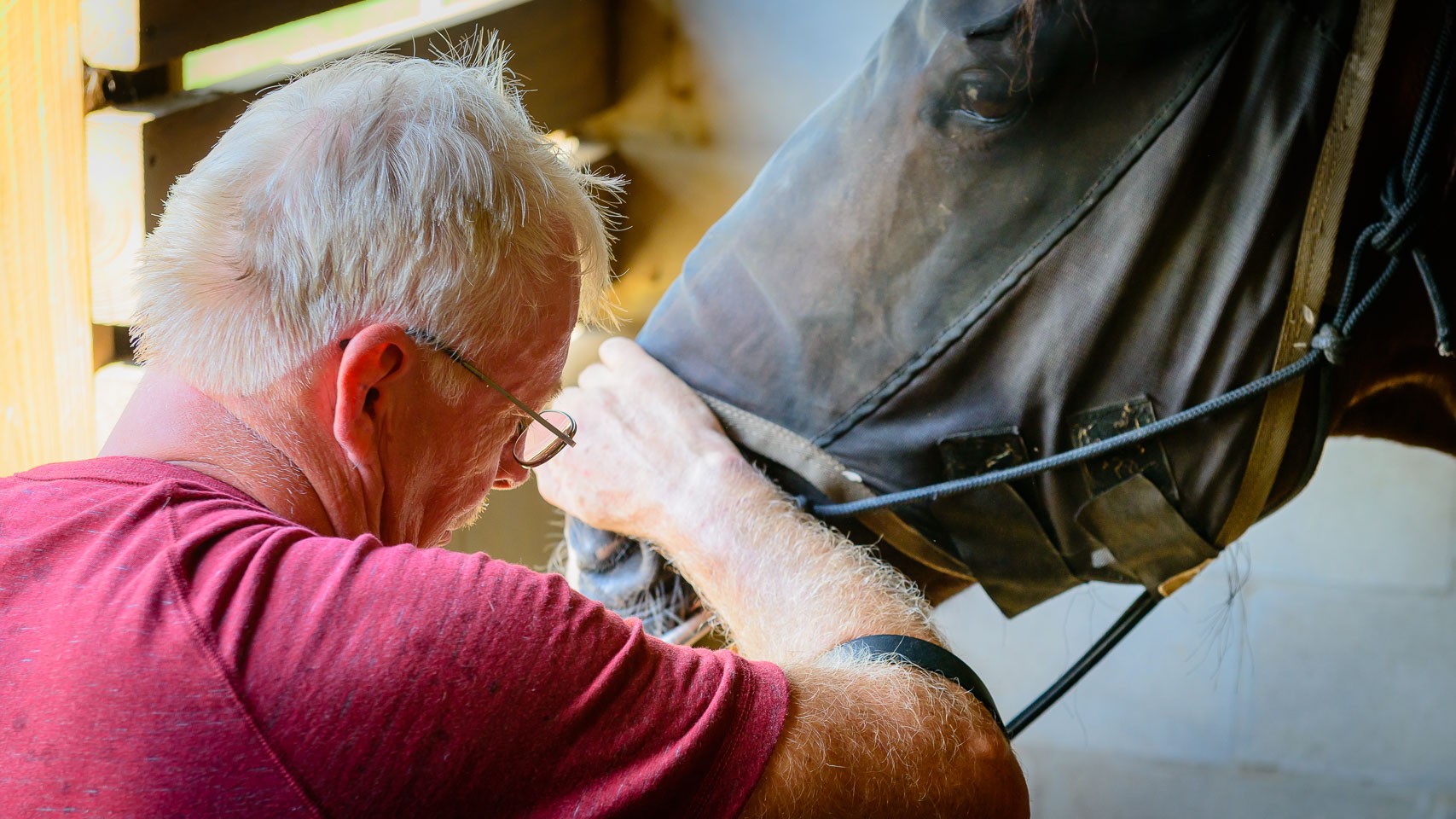 The Horsemanship Dentistry School