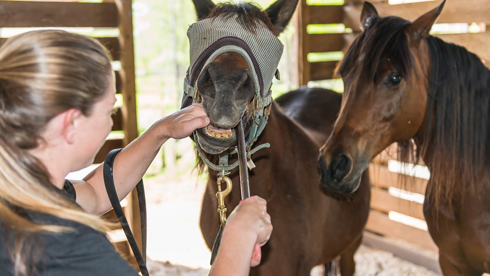 The Horsemanship Dentistry School